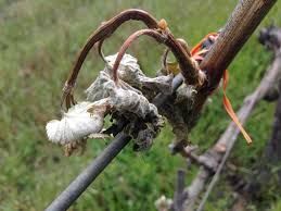 Giunta recupera fondi per sanare danni delle gelate a coltivazioni e apiari