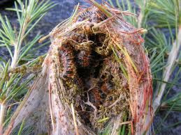 Trattamenti microbiologici contro la processionaria dal 13 al 17 settembre Trattamenti microbiologici contro la processionaria dal 13 al 17 settembre