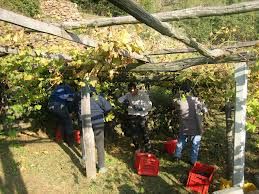 Aumenta gradazione alcolica vino valdostano 2017 per contrastare effetti negativi gelate primaverili
