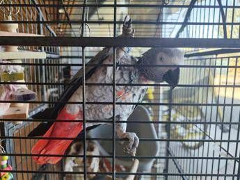 Scappato nel 2018, il pappagallo Gino torna a casa dopo 7 anni