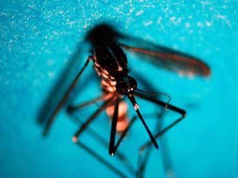 West Nile, altri due morti nel Lazio e 8 nuovi casi
