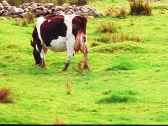 Aviaria, trovati anticorpi in una mucca nei Paesi Bassi: prima volta fuori dagli Usa