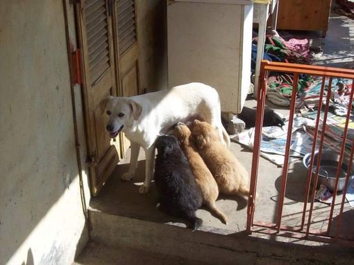 Dolore per la morte di Jolie Dolore per la morte di Jolie