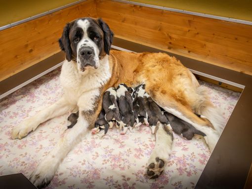 Plume du Grand St. Bernard et Tipsy du Château Robert célèbrent la vie avec onze chiots
