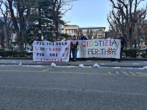 Reati contro gli animali e oblazione: serve un aggiornamento normativo adeguato alla sensibilità attuale