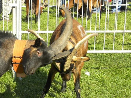 BATAILLES DES CHEVRES 2020: Incontro Regionale 24 e 25 ottobre BATAILLES DES CHEVRES 2020: Incontro Regionale 24 e 25 ottobre