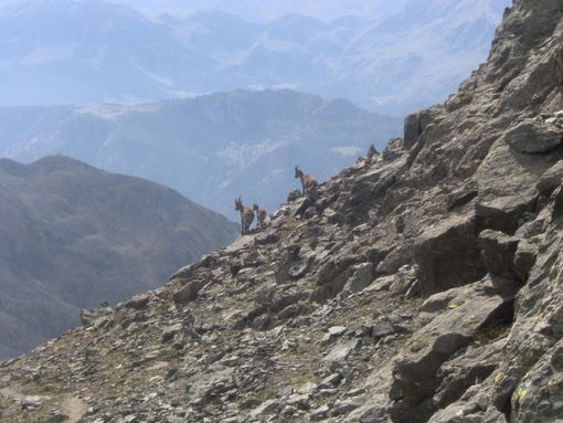 Incontro con i camosci sulla via normale