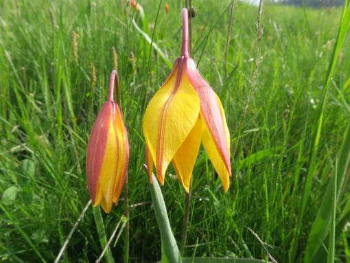 MONTAGNA VDA: MONT MEABE’