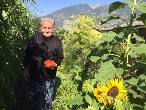 Antonio e il pomodoro gigante
