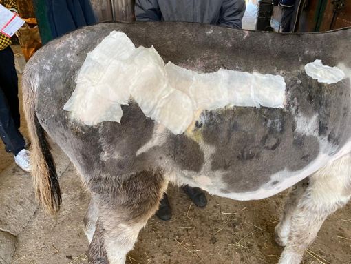 I 128 asini e pony trovati denutriti e malati a Etroubles tornano al proprietario indagato per malatrattamenti I 128 asini e pony trovati denutriti e malati a Etroubles tornano al proprietario indagato per malatrattamenti