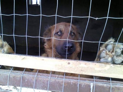 Birillo cerca un po’ d’affetto