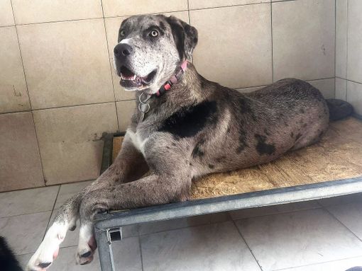 ONDA DOLCISSIMA TIPO ALANO ONDA DOLCISSIMA TIPO ALANO