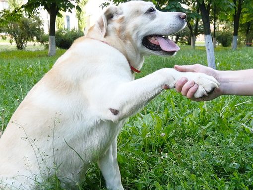 Sindaci in campo per educare alla 'buona relazione' tra i cani e i loro proprietari Sindaci in campo per educare alla 'buona relazione' tra i cani e i loro proprietari
