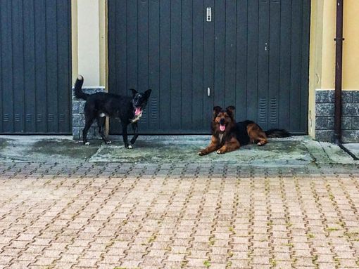 I due cani abbandonati a Pont-Saint-Martin I due cani abbandonati a Pont-Saint-Martin