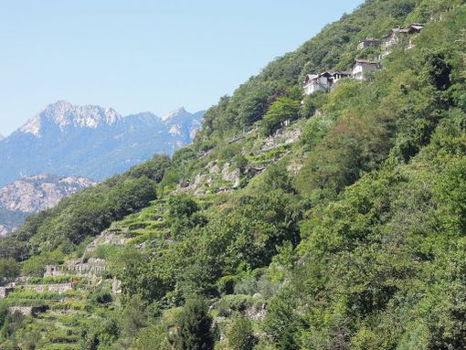 Un vigneto 'estremo' di Maurice Cretaz Un vigneto 'estremo' di Maurice Cretaz