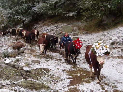 Torna la Desarpa nei Comuni di Cogne, Gressan, Saint-Nicolas/Avise e Valtournenche
