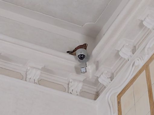 Liberato rapace rimasto 'intrappolato' nel Castello di Aymavilles Liberato rapace rimasto 'intrappolato' nel Castello di Aymavilles