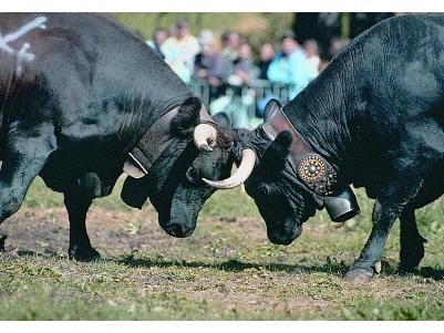 Calandrier 2022 Batailles de Reines