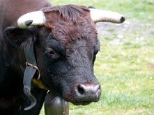 FOIRE DU VALAIS: Le combat de reines est repoussé au dimanche 6 octobre