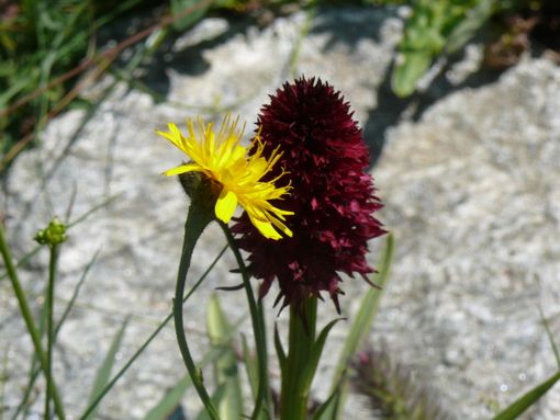 Una delle fotografie nella mostra di Licia Parmegiani Una delle fotografie nella mostra di Licia Parmegiani