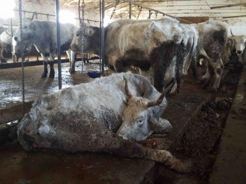 Quarantacinque mucche di Torgnon in cerca di una stalla Quarantacinque mucche di Torgnon in cerca di una stalla