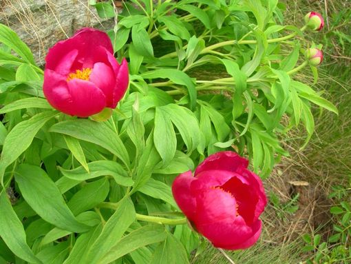 MONTAGNA VDA: COL FINESTRA E PEONIE - PERLOZ