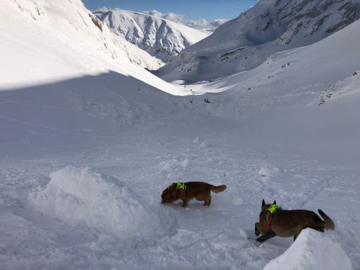Valanga Velino, unità cinofile Sav lasciano il posto a tecnico del soccorso Arnoldo Welf Valanga Velino, unità cinofile Sav lasciano il posto a tecnico del soccorso Arnoldo Welf
