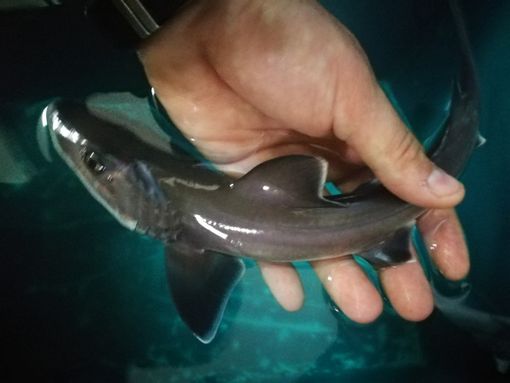 Isperia. Nell'articolo mamma isperia e squalo palombo