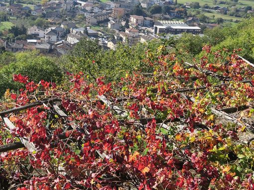MONTAGNA VDA: I VIGNETI DI PONT-SAINT-MARTIN e DONNAS