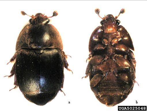 APICOLTURA: Allerta per un focolaio di Aethina tumida