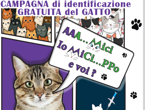 Un gatto senza nome è come un libro senza copertina Un gatto senza nome è come un libro senza copertina