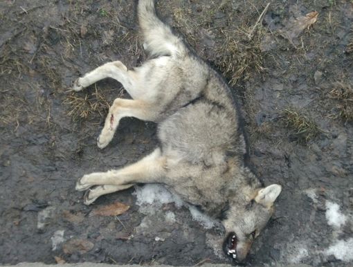 Un lupo rinvenuto morto in Valle d'Aosta (immagine di repertorio) Un lupo rinvenuto morto in Valle d'Aosta (immagine di repertorio)