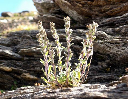 AGROALIMENTARE: Coldiretti promuove valorizzazione Genepy