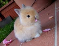 Il coniglio nano e' il regalo del momento, anche a rate