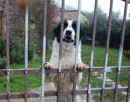 CURIOSITA: In Vietnam mangiano 5 milioni di cani in un anno CURIOSITA: In Vietnam mangiano 5 milioni di cani in un anno