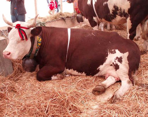 Un esemplare 'doc' di pezzata rossa valdostana Un esemplare 'doc' di pezzata rossa valdostana