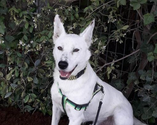 BEETHOVEN PASTORE SVIZZERO BIANCO BEETHOVEN PASTORE SVIZZERO BIANCO