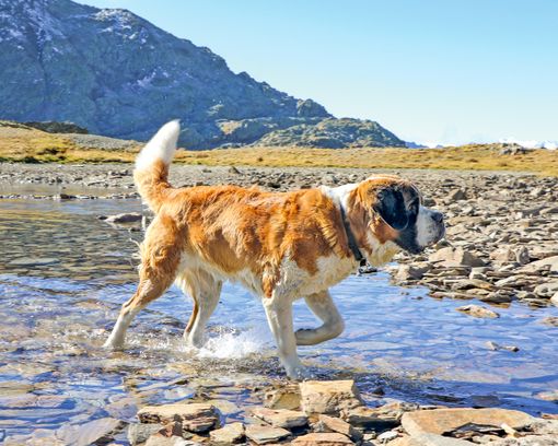 Via Francigena : l’appel du chemin Via Francigena : l’appel du chemin
