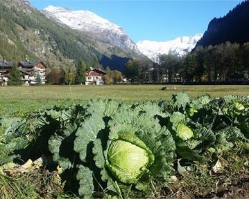 Una strategia unica Piemonte-Valle d'Aosta per il rilancio dell'agricoltura Una strategia unica Piemonte-Valle d'Aosta per il rilancio dell'agricoltura