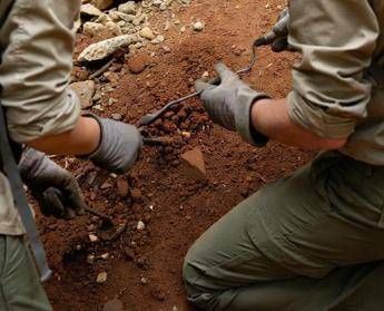 L'antenato dell'uomo camminava 7 milioni di anni fa, la scoperta che sposta i primi passi