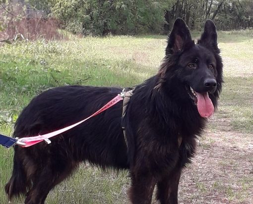 Leo in attesa Leo in attesa