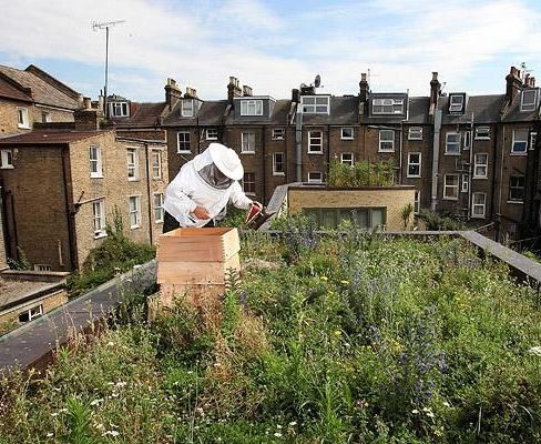 Apicoltura in città in città la nuova tendenza Apicoltura in città in città la nuova tendenza