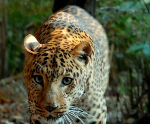 Banca del Fucino entra nella Fondazione Bioparco di Roma