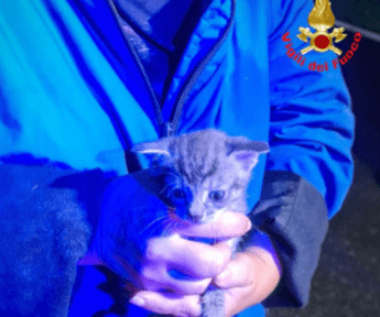 Chiuso in un sacchetto e gettato in una campana del vetro, salvato gattino di 20 giorni Chiuso in un sacchetto e gettato in una campana del vetro, salvato gattino di 20 giorni