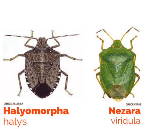 cimice asiatica è invasione cimice asiatica è invasione