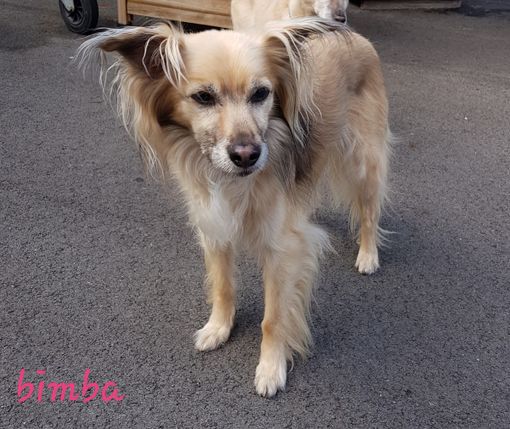 Protezione Civile VdA impegnata ricerche bimba scomparsa nel brescianolle ricerche della 12enne misteriosamente scomparsa da giorni in provincia di Brescia