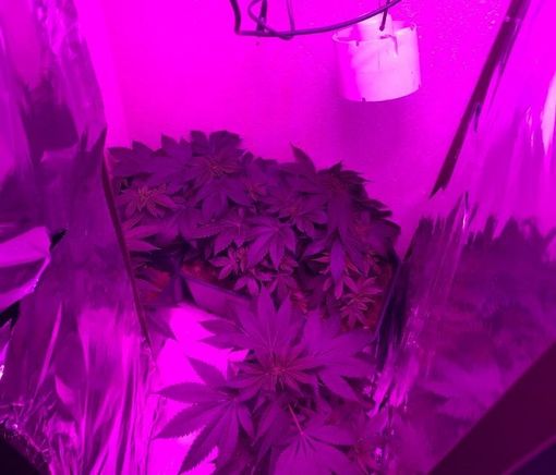 La piccola serra scoperta dai carabinieri