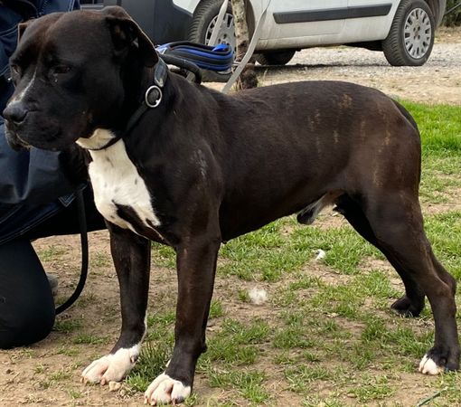 NELSON cucciolone mix pit amstaff, con leishmania