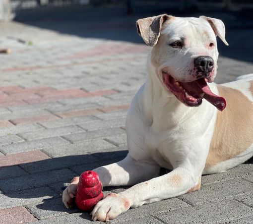 Mambo cerca casa Mambo cerca casa