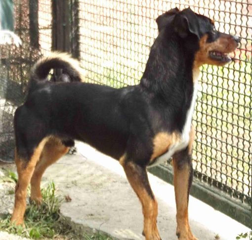 AFFIDI: Giò, meticcio pincher circa 1 anno dal canile municipale di Chivasso